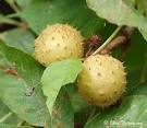 ohio BUCKEYE
