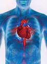 The cardiovascular system - Wellington Cardiac Services Unit ...