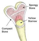 GCSE Revision - Skeleton and Bones with labeled skeleton