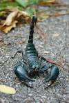 File:Asian forest scorpion in Khao Yai National Park.JPG ...