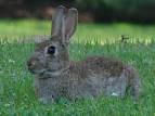 European Rabbit taken by
