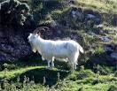 SH7783 : Feral Kashmiri goat - via Daymix