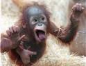 funny monkey