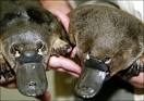 Curiosity: PLATYPUS