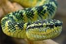 Vipers