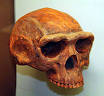 Homo erectus - Wikipedia, the free encyclopedia