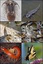 Arthropod - Wikipedia, the free encyclopedia