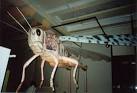 When genetic engineering goes - via Daymix