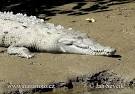 American crocodile Photos, American crocodile Images | NaturePhoto-