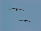 Sea Gull Records Logo. Malibu 2008 Photos from Mapco Records Mapco ...