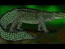 Dakosaurus