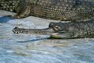 Gharial Photos