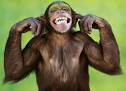 funny monkey pictures