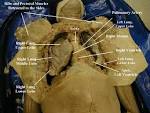 Gross Anatomy Picture