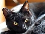 cats kitties kitty (cats - via Daymix