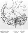 Blood brain barrier - definition of Blood brain barrier in the ...