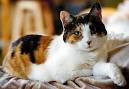 are male calico cats worth money?