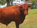 Bull Pictures and Images