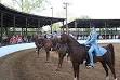 Horse show - Wikipedia, the free encyclopedia