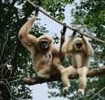 File:Gibbon Amiens 26873.jpg - Wikipedia, the free encyclopedia