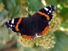 Red Admiral (Vanessa atalanta) - via Daymix