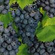 Concord Grape