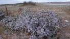 F6436 : Sea holly at Termoncarragh on the Mullet Peninsula - via Daymix