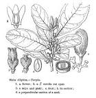 <b>Ebenaceae</b> Gurke