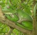 White's Tree Frog: The Animal Files