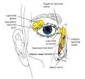 <b>Lacrimal apparatus</b>