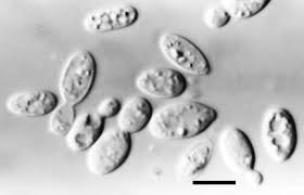 Image result for Sporobolomyces roseus