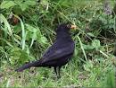 Formed By Him     Music Making Birds    Lees Birdwatching Adventures