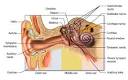 Integration &amp; Coordination: The Senses - Sense of Hearing