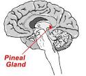 Solar storms and the <b>pineal gland</b>: riding the power wave | Hang