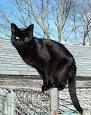 Black cat - Wikipedia, the free encyclopedia