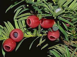 images?q=tbn:ANd9GcQdO1ObRYGI6l4U64_LMp9Q6weF57t54MFLalAd0BM3NXeDHVOK