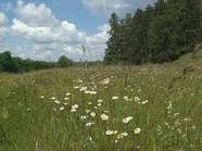 images?q=tbn:ANd9GcQdSXo0wzrkUzfOdvtYM0UJ_tsFwtFyzKVAD7AYQMvroRcqskt93i8gCGaw