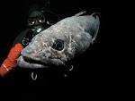 The Last Ocean | Protecting the Ross Sea, Antarctica.