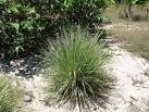 Lemongrass « arthurlemograss
