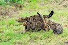 The wildcat is also larger than the domestic cat. - via Daymix