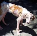 Mad About Pets!: Demodectic Mange: The 4 Most Important Questions ...