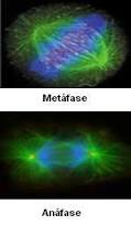 Mitose. Processos da Mitose - Brasil Escola