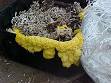 Biodegradation - Wikipedia, the free encyclopedia