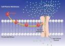 Calcium channel blockers: classification, mechanism of action and ...