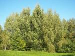 File:<b>Betula</b> pendula 002.jpg