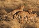 African Safari | Tanzania Safari | Africa Safaris