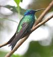 colibri pronunciation