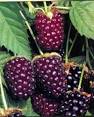 Burnt Ridge Nursery and Orchards Cane Fruits Boysenberry