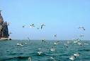 Bohai Sea may solve drought problem in North China -- china.