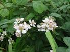 It's going to be a good year for blackberries. - via Daymix